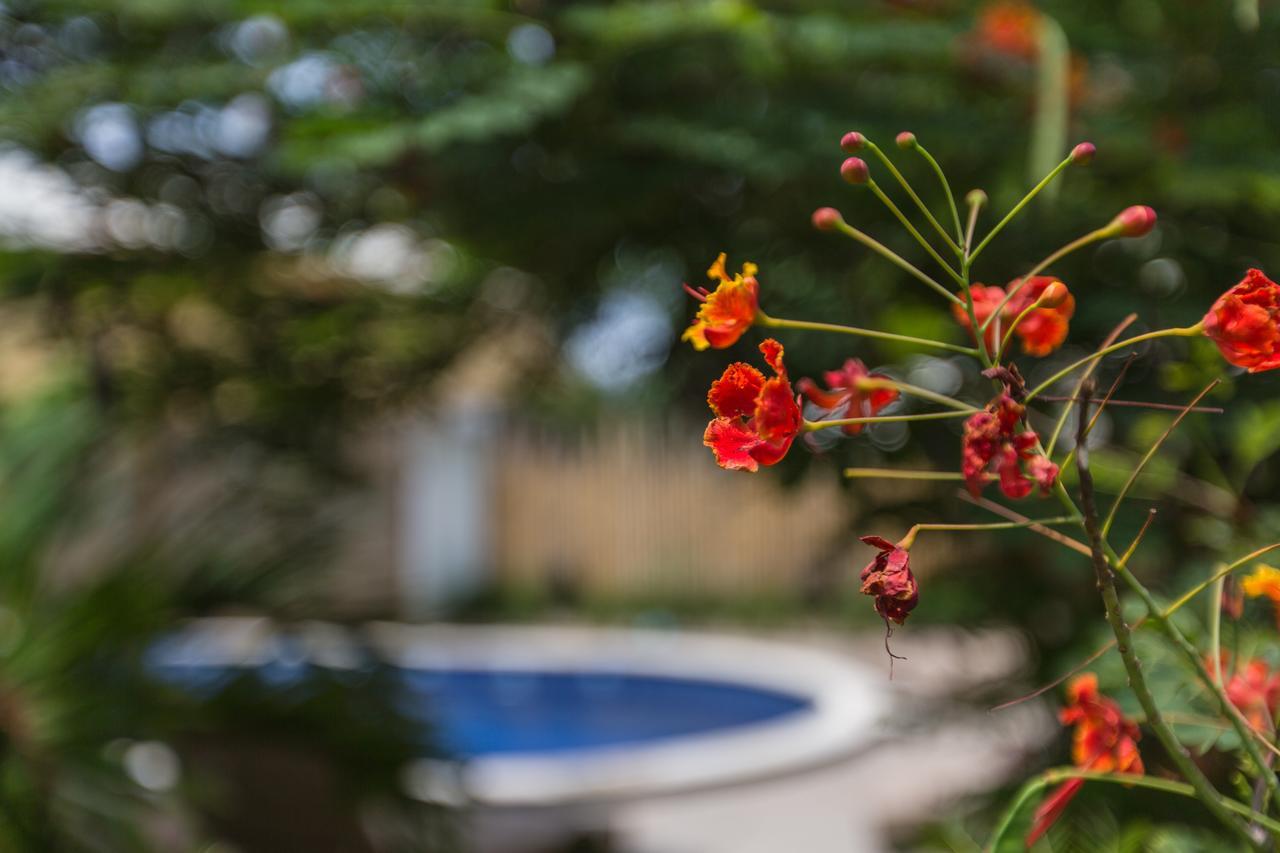 אמד Kelapa Cottage מראה חיצוני תמונה